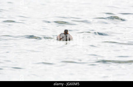 Black-necked grebe (Podiceps nigricolis), known as the eared grebe in North America, in summer plumage. Photographed in Hampshire, UK. Stock Photo