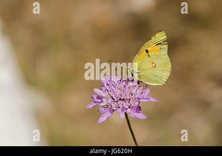 Dark Clouded Yellow or Common Clouded Yellow, butterfly, Colias croceus, Spain. Andalusia. Stock Photo