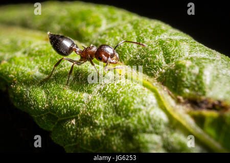 A small ant rests on a leaf. Stock Photo
