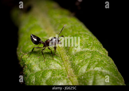 A small ant rests on a leaf. Stock Photo