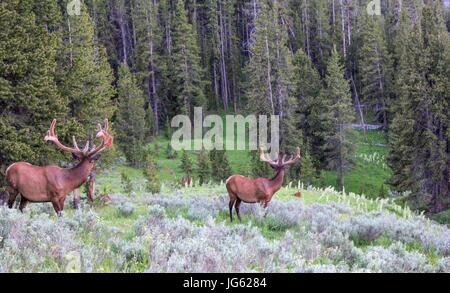 Two bull elk with velvet antlers graze at the Yellowstone National Park Grand Canyon June 27, 2013 near Tower Junction, Wyoming.    (photo by Eric Johnston  via Planetpix) Stock Photo