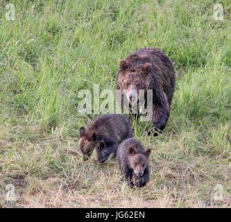 A grizzly bear sow walks with her cubs at the Yellowstone National Park Hayden Valley July 8, 2015 near Canyon Village, Wyoming.     (photo by Eric Johnston via Planetpix) Stock Photo