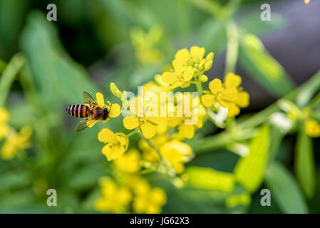 Closeup bee eating nectar on the small yellow flowers of Sinapis Arvensis or Wild Mustard Stock Photo