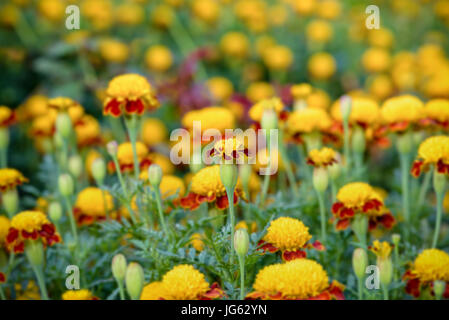 Beautiful group yellow and red flowers of Tiger Eye Marigold or Tagetes Patula in plantation Stock Photo