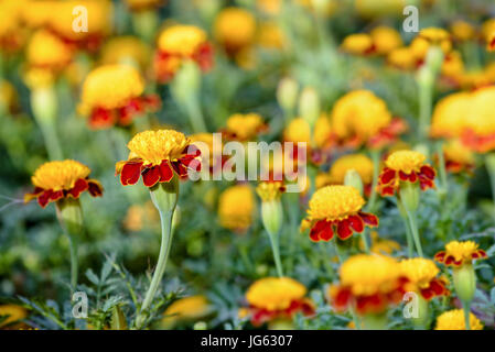 Beautiful group yellow and red flowers of Tiger Eye Marigold or Tagetes Patula in plantation Stock Photo