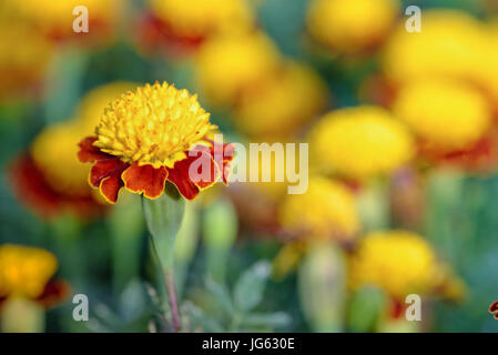 Closeup beautiful group yellow and red flowers of Tiger Eye Marigold or Tagetes Patula in plantation Stock Photo