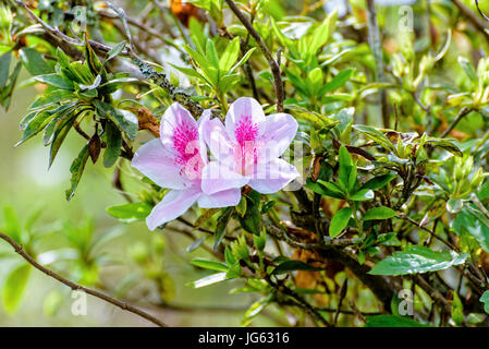 Beautiful white flower with pink stripe at tree of George Taber Azalea on the mountains in northern Thailand. Stock Photo