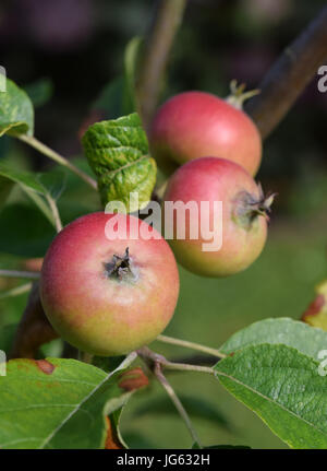 Eating apple, Malus domestica discovery Stock Photo