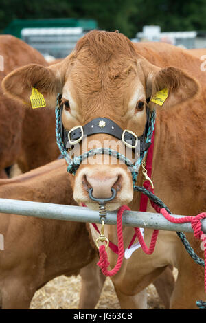 Limousin cow at Hanbury country show, Worcestershire. UK Stock Photo