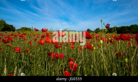 corn poppies in Alsace Stock Photo