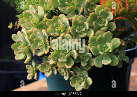 Aeonium castello paivae and Jade plant growing in a pot Stock Photo