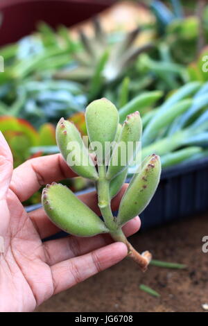 Cotyledon tomentosa or known as Bear's Paw Stock Photo