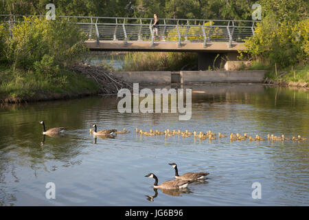 Canada geese parents swimming in stormwater treatment pond with creche of goslings in East Village, Calgary (Branta canadensis) Stock Photo