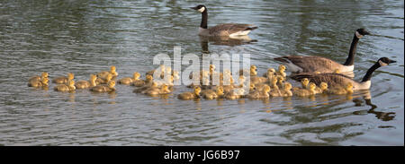 Canada geese parents swimming in stormwater treatment pond with creche of goslings in East Village (Branta canadensis)