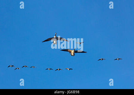 Canada geese flock in flight in clear blue sky. Branta canadensis Stock Photo