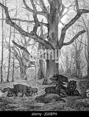 Digital improved:, wild boar, Sus scrofa, also  the wild swine, or Eurasian wild pig, in the wood in late autumn, illustration from the 19th century Stock Photo