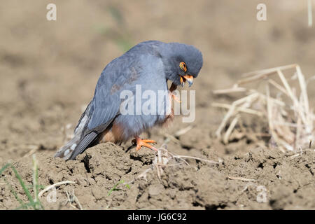 Red-footed Falcon (Falco vespertinus), adult male scratching its face Stock Photo