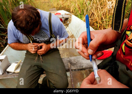 Bird ringing in Crna Mlaka Stock Photo