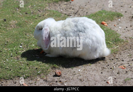 white Flemish Giant rabbit Stock Photo