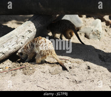 Meerkat digging in the sand Stock Photo