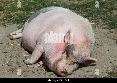 Pot-bellied pig (Sus scrofa domesticus) Stock Photo