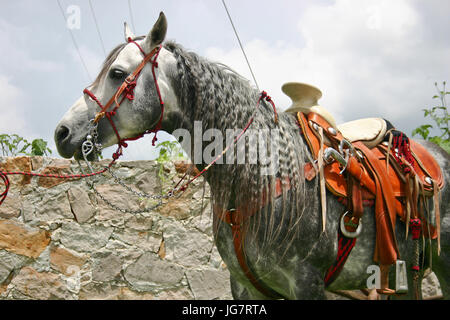 Azteca horse with saddle in Mexico Stock Photo