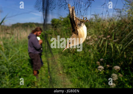 Bird ringing in Crna Mlaka Stock Photo