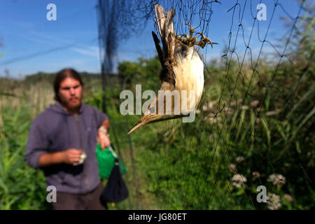 Bird ringing in Crna Mlaka Stock Photo