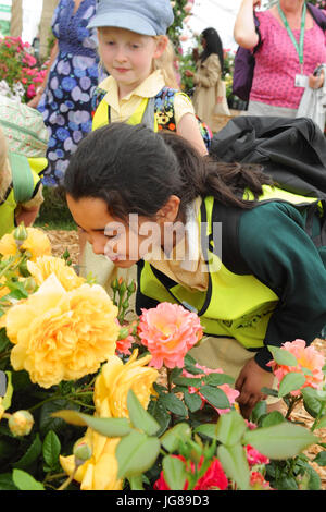 Children smelling roses on display in the Floral Marquee on the opening day of the 2017 RHS Chelsea Flower Show  The Floral Marquee is 6,750 square metres, big enough to fit an FA football pitch. It houses over one hundred displays and up to 1,200 plants from all around the UK and beyond.  In addition to the plant displays in the Floral Marquee there are 21 themed gardens on display at this year’s show. New plants are often launched at the show and the popularity of older varieties revived, it is, in effect, the garden design equivalent of a catwalk at a fashion show. Stock Photo