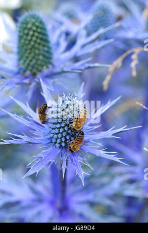 Bees collecting pollen from blue Eryngium flowers in the RHS Watch This Space Garden (designed by Andy Sturgeon), one of the beautiful and elegant show gardens on display at the 2017 RHS Hampton Court Flower Show which opened today in the grounds of Hampton Court Palace, London, United Kingdom.  The RHS Hampton Court Palace Flower Show is the world’s largest flower show boasting an eclectic mix of gardens, displays and shopping opportunities spanning over 34 acres either side of the dramatic long water with the stunning façade of the historical palace in the background. Around 130,000 people a Stock Photo