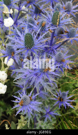 Bees collecting pollen from blue Eryngium flowers in the RHS Watch This Space Garden (designed by Andy Sturgeon), one of the beautiful and elegant show gardens on display at the 2017 RHS Hampton Court Flower Show which opened today in the grounds of Hampton Court Palace, London, United Kingdom.  The RHS Hampton Court Palace Flower Show is the world’s largest flower show boasting an eclectic mix of gardens, displays and shopping opportunities spanning over 34 acres either side of the dramatic long water with the stunning façade of the historical palace in the background. Around 130,000 people a Stock Photo