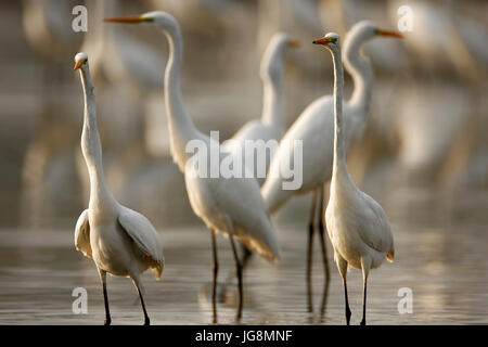 The great egret catching fish in shallow water from Crna Mlaka Stock Photo