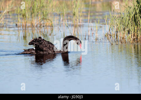 A black swan (Cygnus atratus) feeding on a lake in Norfolk England UK Stock Photo