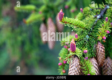 A young branch of spruce with coniferous cones, focused on one pink beautiful new cone against the background of old coniferous cones. Stock Photo