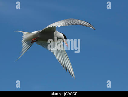 Arctic Tern in Flight Stock Photo