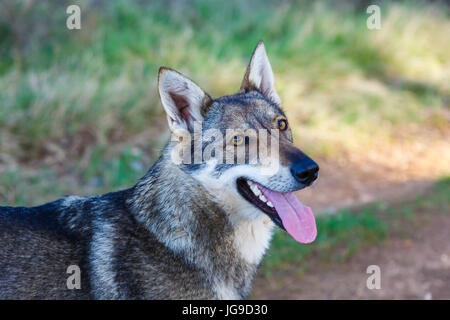 Czechoslovakian wolfdog Stock Photo