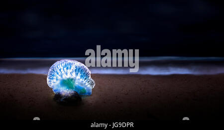 A Man O' War glows on Fort Lauderdale Beach. The Man O' War is actually a colony of organisms working together.