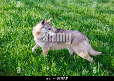 Czechoslovakian wolfdog Stock Photo