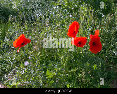 red poppies in a field of green grass Stock Photo