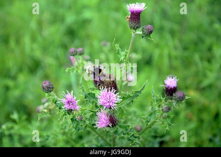scottish thistle with a bumble bee blurred background close up Stock Photo