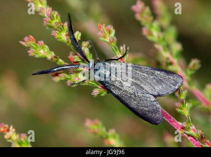 Male European Rhagades pruni moth - Zygaenidae - unofficial English name Blackthorn Aurora Moth Stock Photo