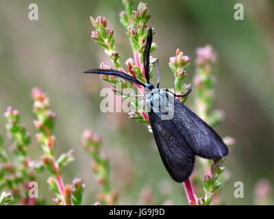 Male European Rhagades pruni moth - Zygaenidae - unofficial English name Blackthorn Aurora Moth Stock Photo