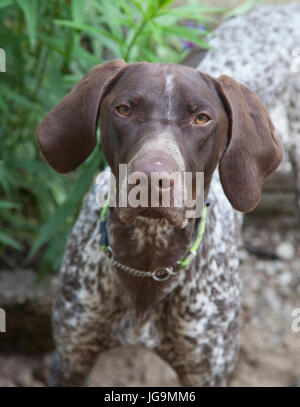 POINTER offen called the English pointer is a medium large-sized breed of dog for hunting birds. Stock Photo