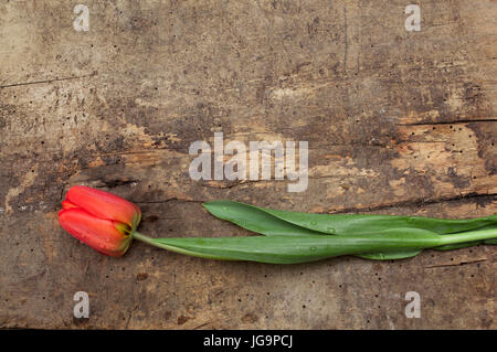 Fresh red tulip over vintage wooden  surface Stock Photo