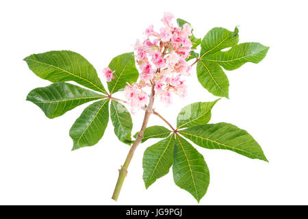 pink flowers of horse chestnut closeup Stock Photo