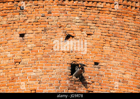Kamyenyets, Brest Region, Belarus. Western Jackdaws Birds Fly Near Wall Of Tower Of Kamenets Or White Tower, Belaya Vezha. Erected In 1271–1289 By The Stock Photo