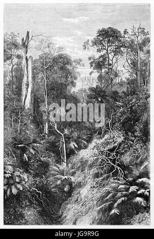 Old view of Australian forest in Victoria colony. Created by Francais and Minnie after photo of unknown author, published on Le Tour du Monde, Paris,  Stock Photo