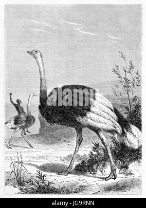 North African Ostrich (Struthio camelus camelus) and another exemplar with man on its back outdoor in wild nature. Art by Rouyer, 1861 Stock Photo