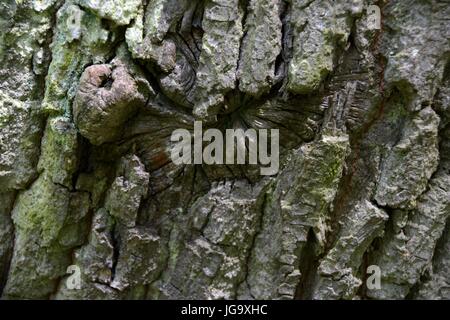 alter Baumstamm / old tree trunk Stock Photo