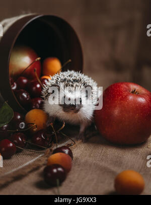 Little african hedgehog Stock Photo